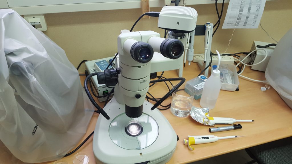 microscope for viewing nematodes on a desk