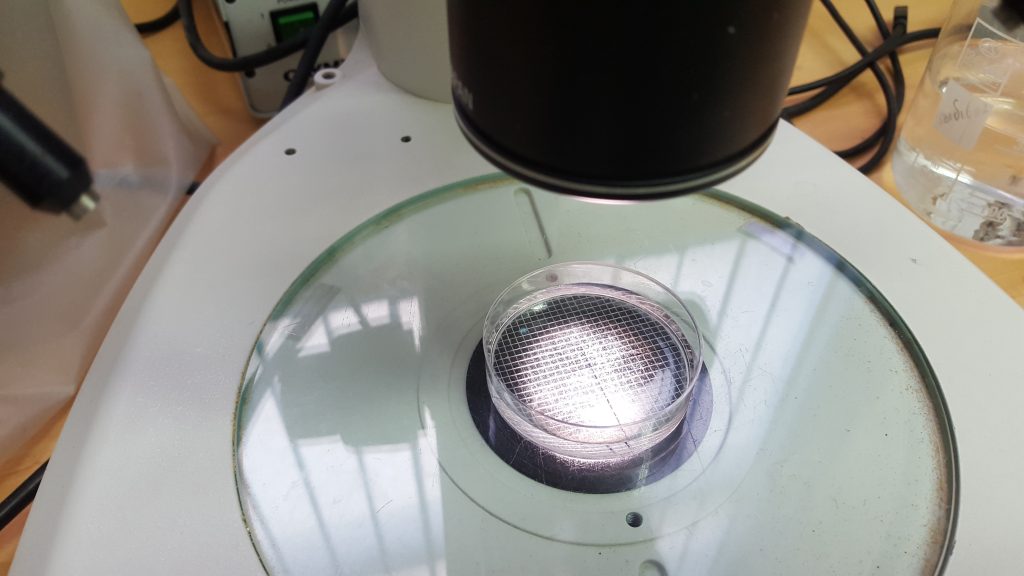 a petri dish with nematodes under the glare of a microscope