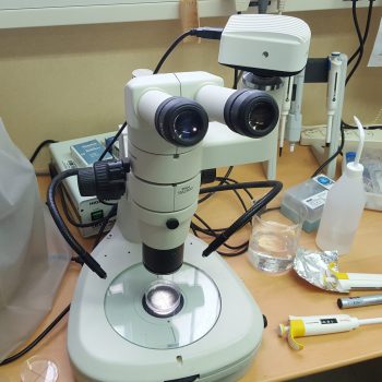 microscope for viewing nematodes on a desk