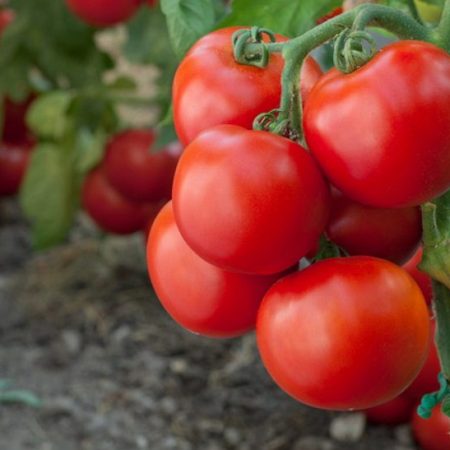 bunches of tomatoes on the vine